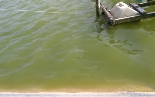 4 Measures to Treat Green Pond Water During Aquaculture