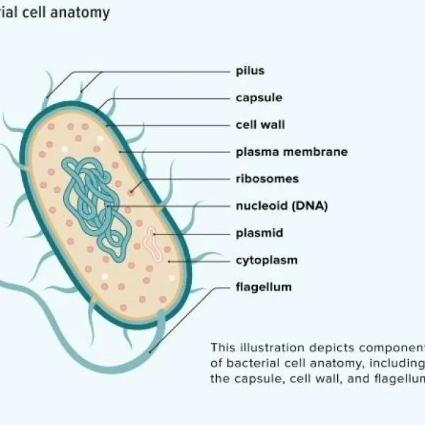 A Look at Bacterial Life: The Good, the Bad, and the Tiny