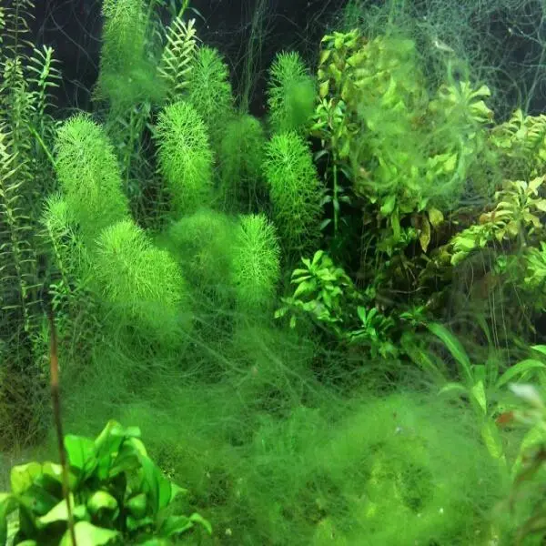 The Role of Algae in Aquatic Environments