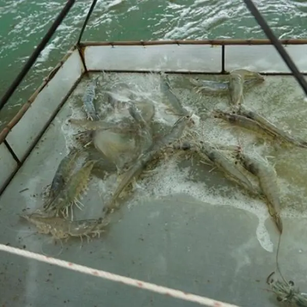 Biosecurity in Shrimp: A Comprehensive Guide to Protecting Aquaculture Production