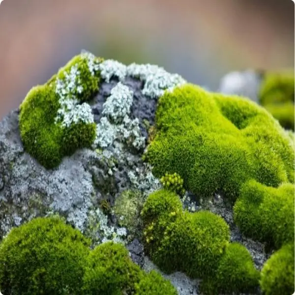 Can moss really grow anywhere?