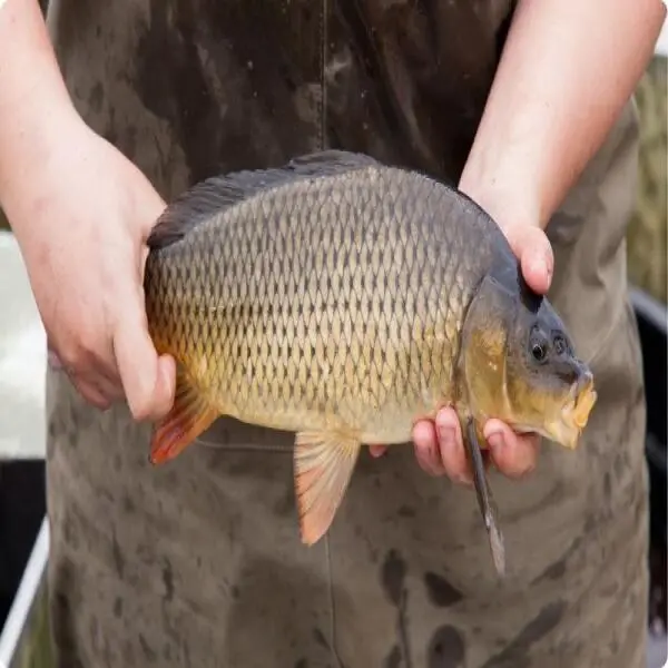 The Common Carp: Everything You Need to Know