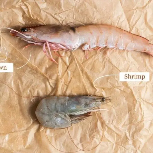 Shrimp and Prawns: Unveiling the Differences and Similarities