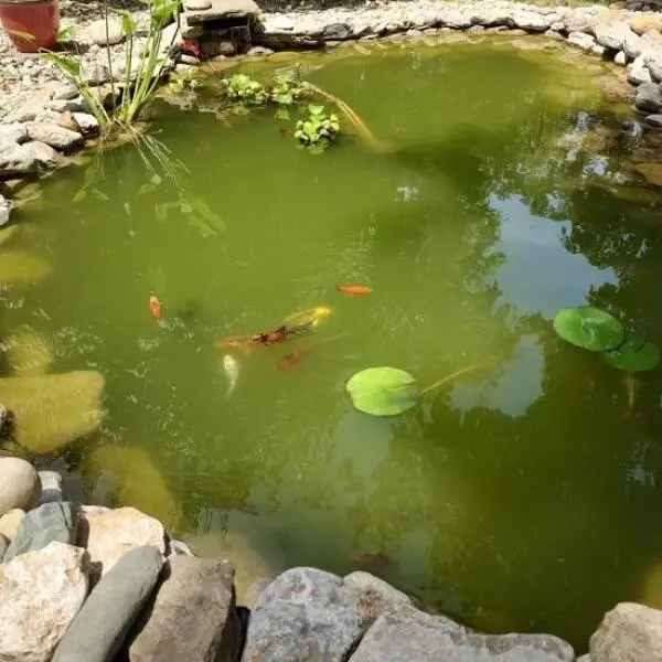 Understanding Dissolved Oxygen in Pond Water: Importance, Causes, and Solutions