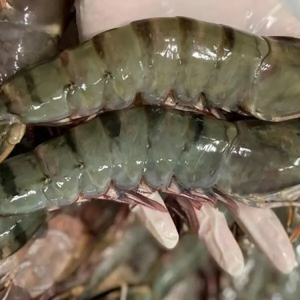 How big can tiger shrimp grow?