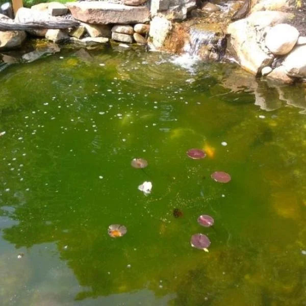 How to Change Pond Water to Keep Your Pond Pristine