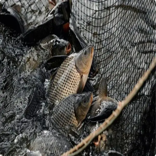 Maximizing Carp Production: Is Carp Farming Profitable?