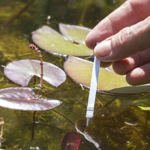 pH in Ponds: Maintaining a Healthy Aquatic Ecosystem