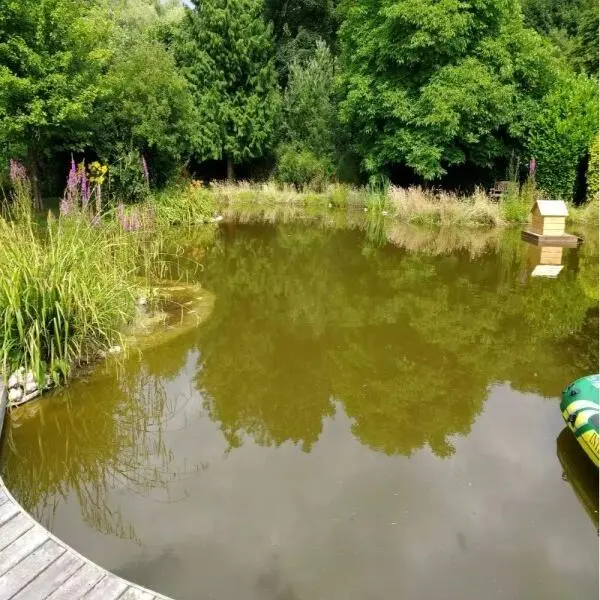 Understanding Pond Water Color: Indicators, Causes, and Solutions