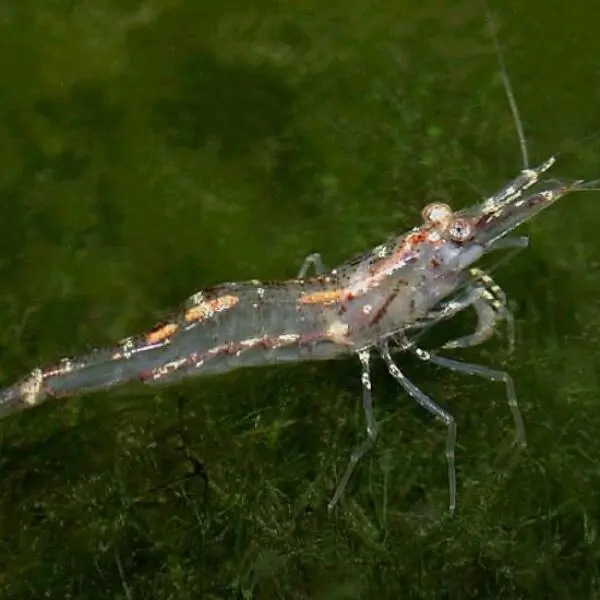 How Does Salinity in Aquaculture Affect Shrimp Growth?