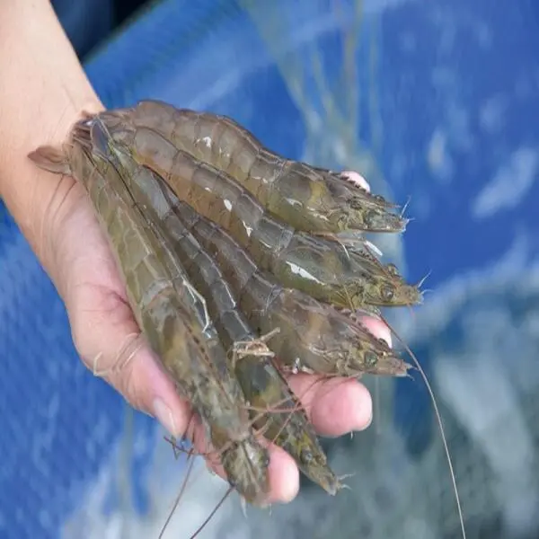 Top 6 Shrimp Diseases in Aquaculture and Treatment