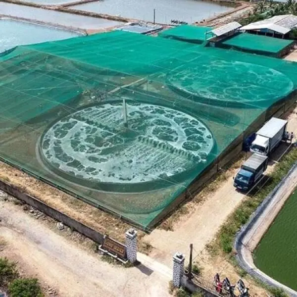 How Can We Make Shrimp Farming More Sustainable?