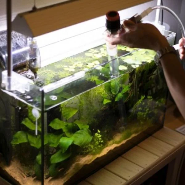 The Importance of Proper Water Changes for Your Aquarium