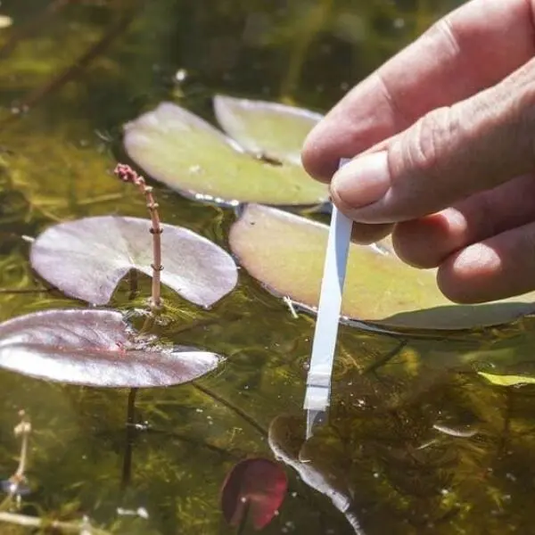 What is Pond Water Alkalinity and Why Does it Matter?