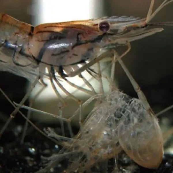 What Happens When a Shrimp Molts?