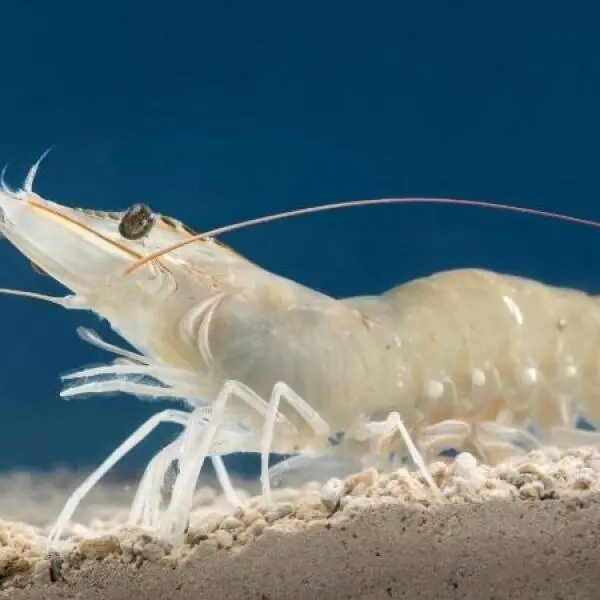 What is White Shrimp? A Deep Dive into This Iconic Seafood