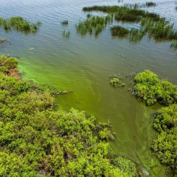 Why are Algae Blooms Bad? The Impact of Algae on Environment