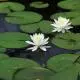 common-pond-plants-1