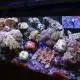 salinity-in-aquarium-4