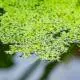 types-of-aquatic-plants-21