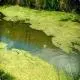 what-is-a-eutrophic-pond-3