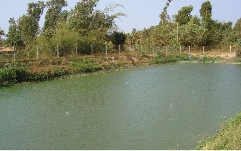 Use biological methods to treat green pond water