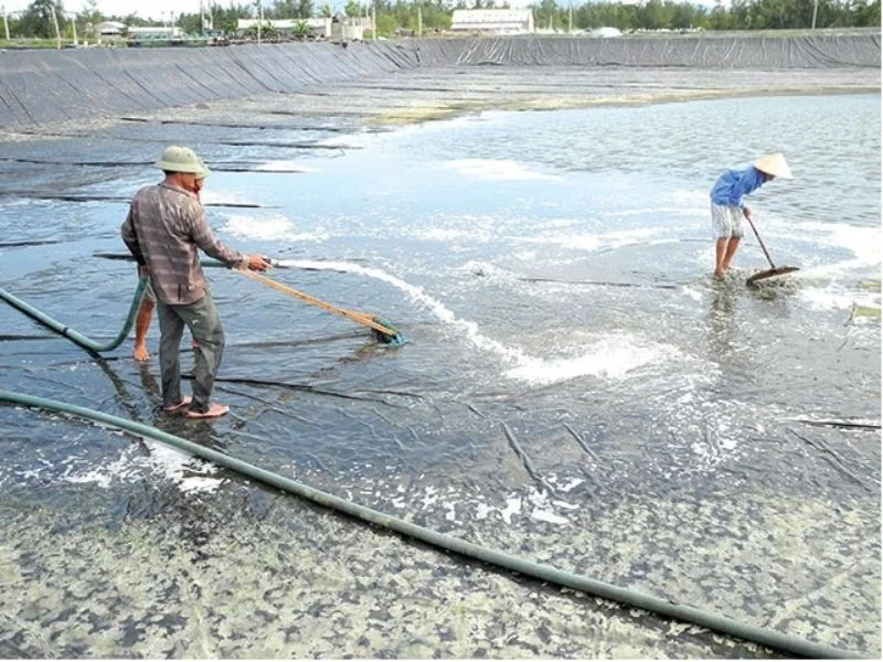 The harmful effects of shrimp ponds being slimy should be known