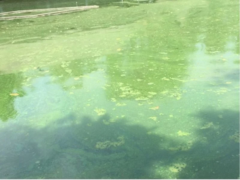 Sudden changes in the living environment are one of the causes of pond water pollution