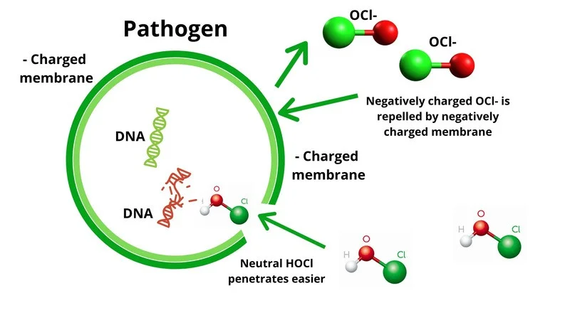 mechanism-of-disinfection-by-calcium-hypochlorite-2