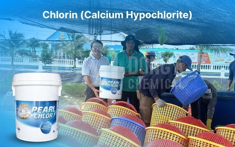Top 7 Most Common Chemicals for Shrimp Pond Water Treatment