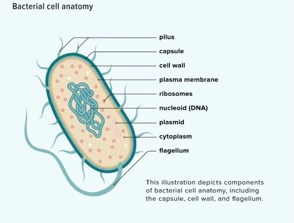 a-look-at-bacterial-life-1