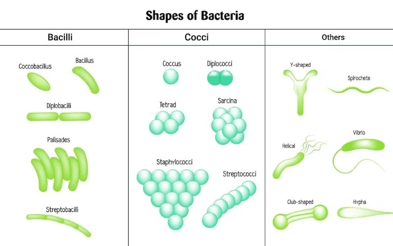 a-look-at-bacterial-life-2