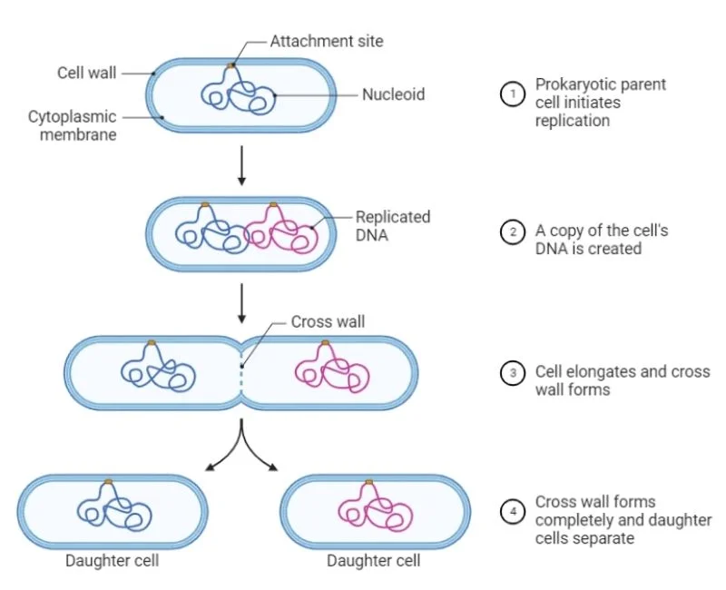 a-look-at-bacterial-life-3