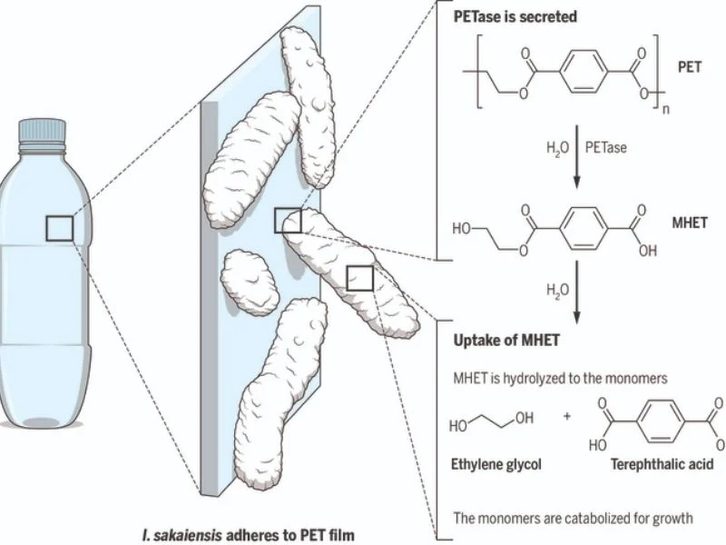 a-look-at-bacterial-life-4