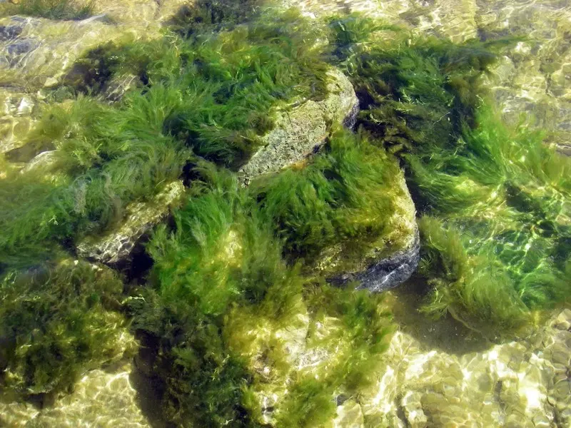 algae-1