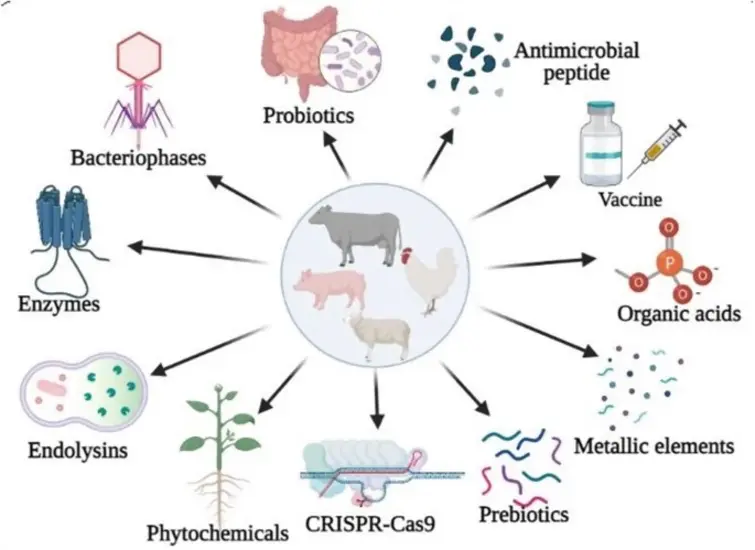 antibiotics-in-farming-3