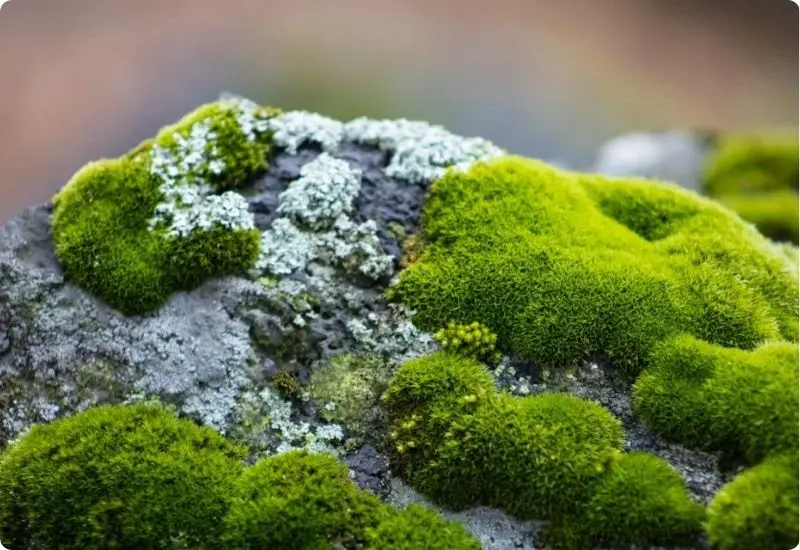 can-moss-really-grow-anywhere-1