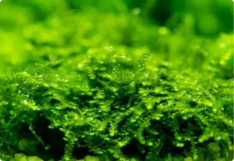 can-moss-really-grow-anywhere-2