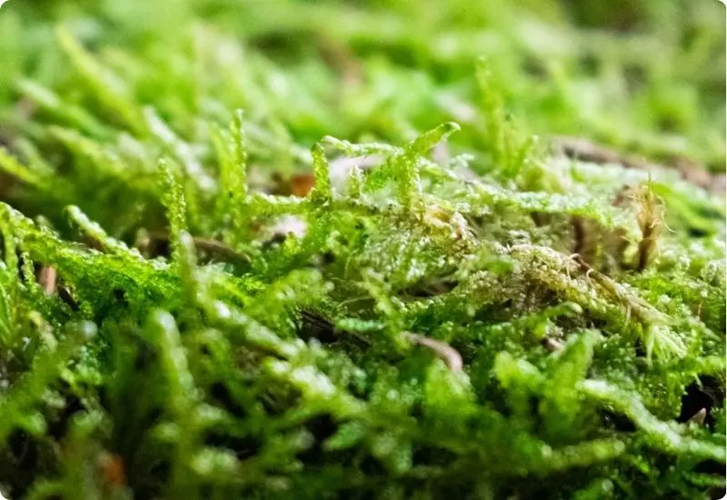 can-moss-really-grow-anywhere-4