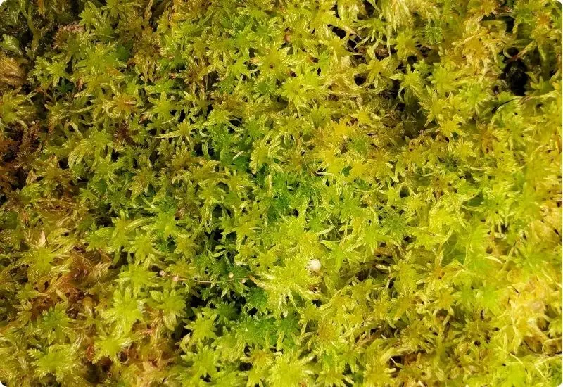 can-moss-really-grow-anywhere-5