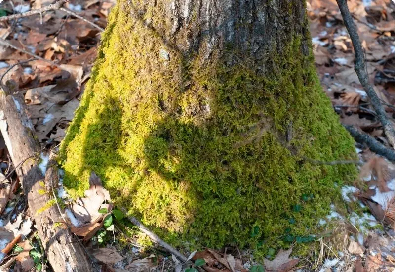 can-moss-really-grow-anywhere-6