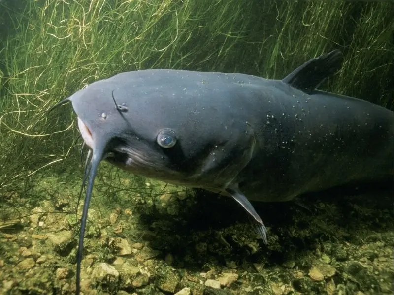 catfish-water-quality-2