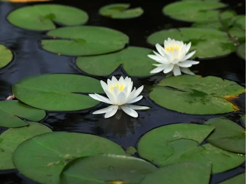 Want a Healthy Pond? The Benefits of Pond Plants to Your Pond