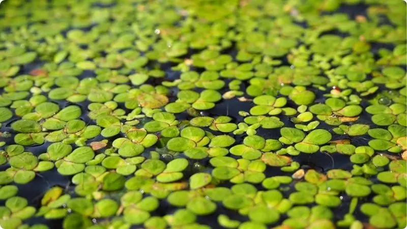 common-pond-plants-2