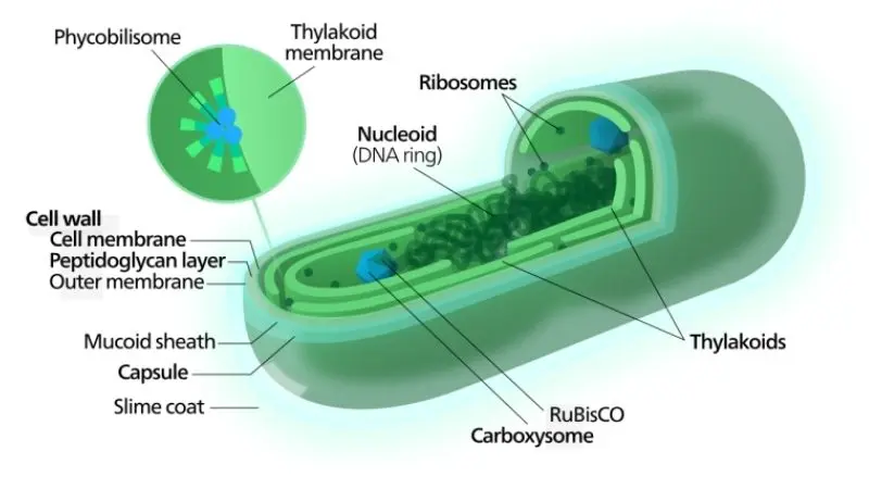 cyanobacteria-vs-algae-1