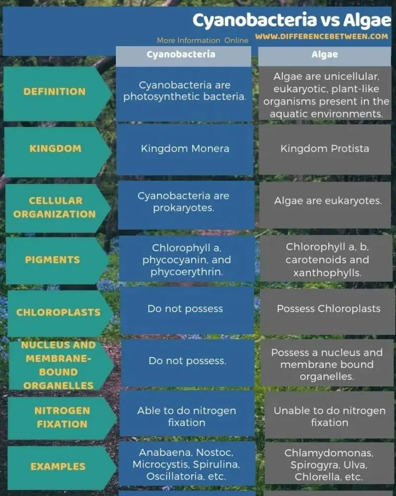 cyanobacteria-vs-algae-3