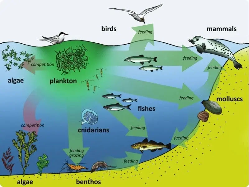 cyanobacteria-vs-algae-4