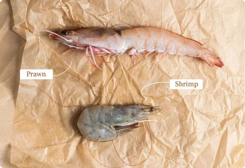 differences-between-shrimp-and-prawns-1