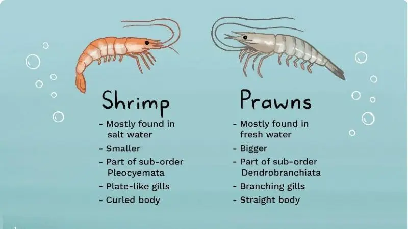 differences-between-shrimp-and-prawns-2