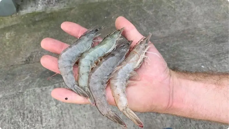 differences-between-shrimp-and-prawns-3